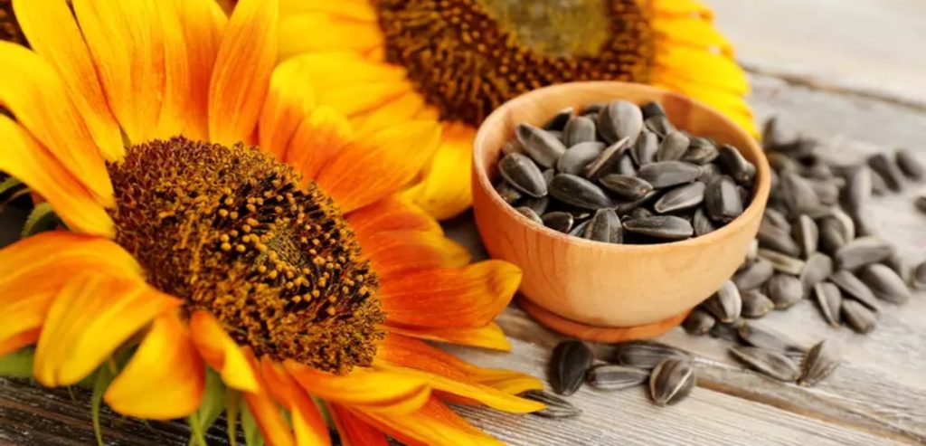 Sunflower seeds